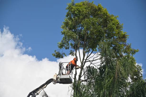 Lawn Pest Prevention in Pantego, TX